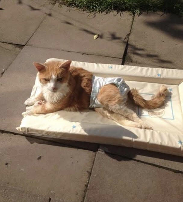 Ginge the incontinent cat
